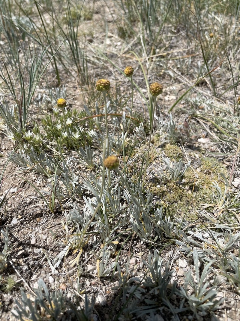 Laramie Chickensage photo 2