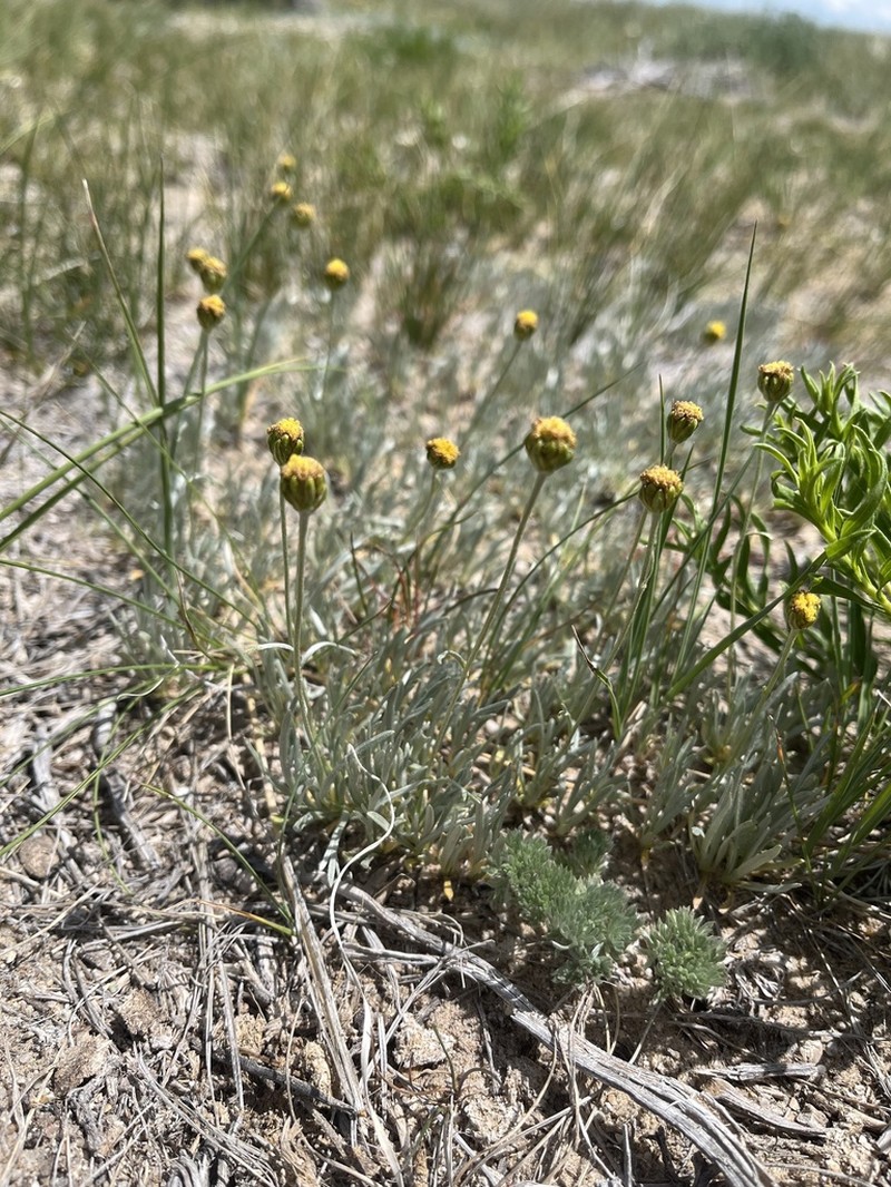 Laramie Chickensage photo 3