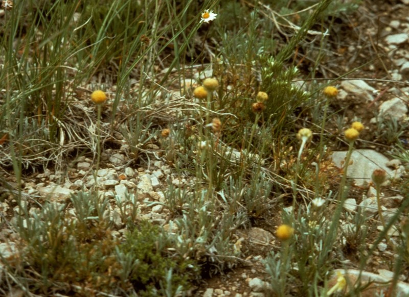 Laramie Chickensage photo 4