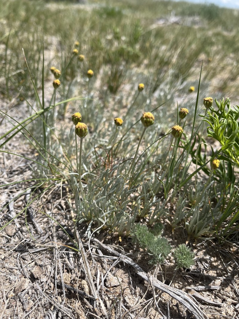 Laramie Chickensage photo 5