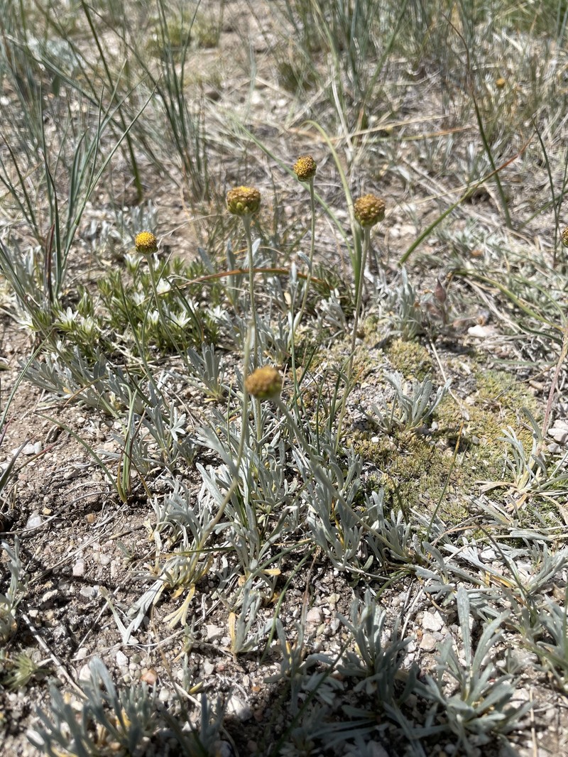 Laramie Chickensage photo 6