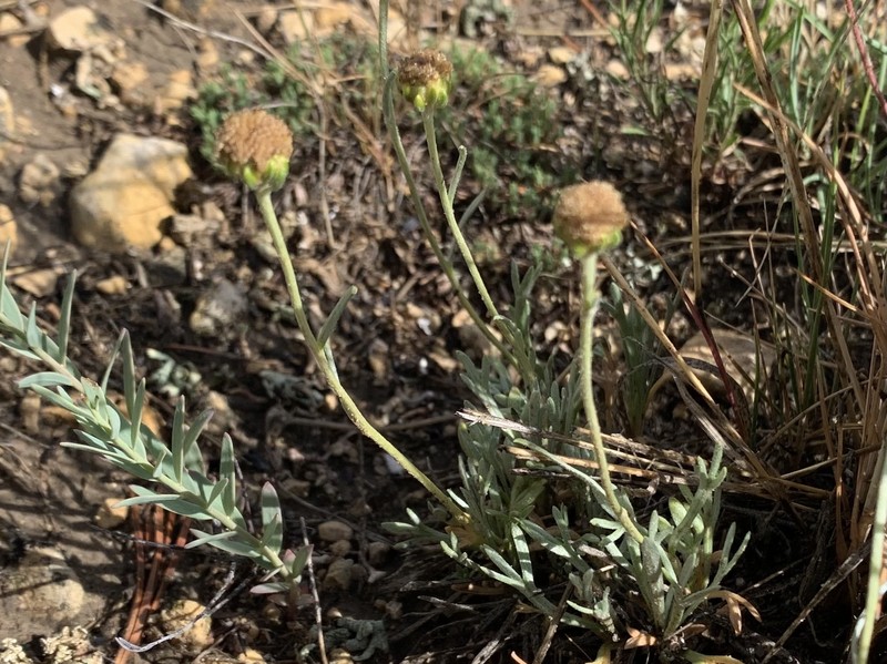 Laramie Chickensage photo 7
