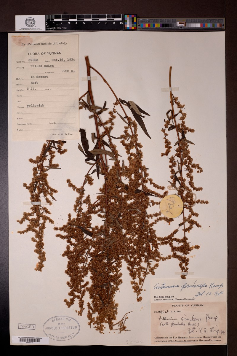 Artemisia simulans photo 4