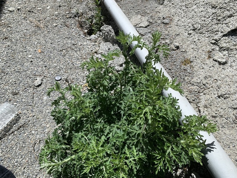 Artemisia simulans