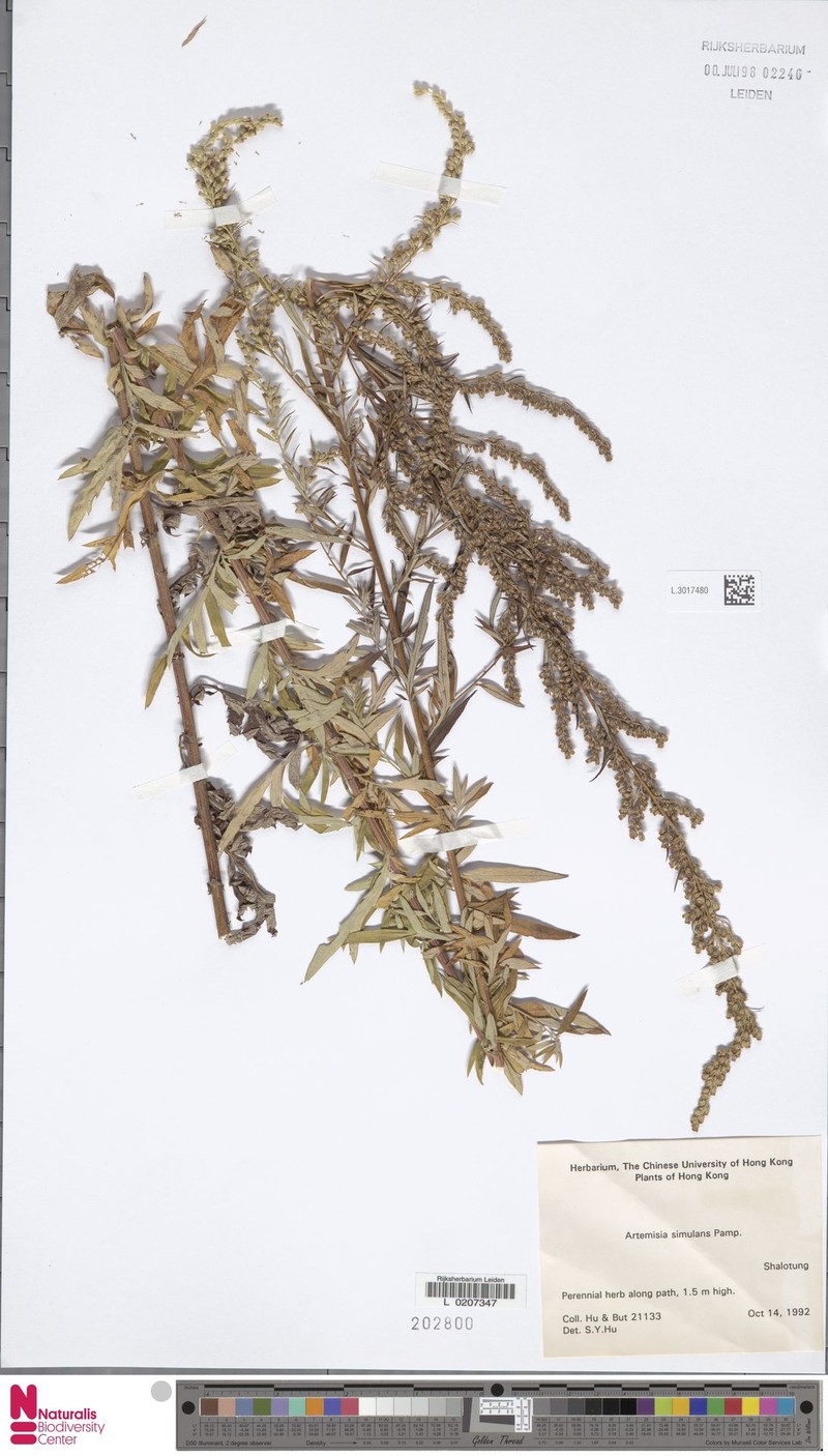 Artemisia simulans photo 3