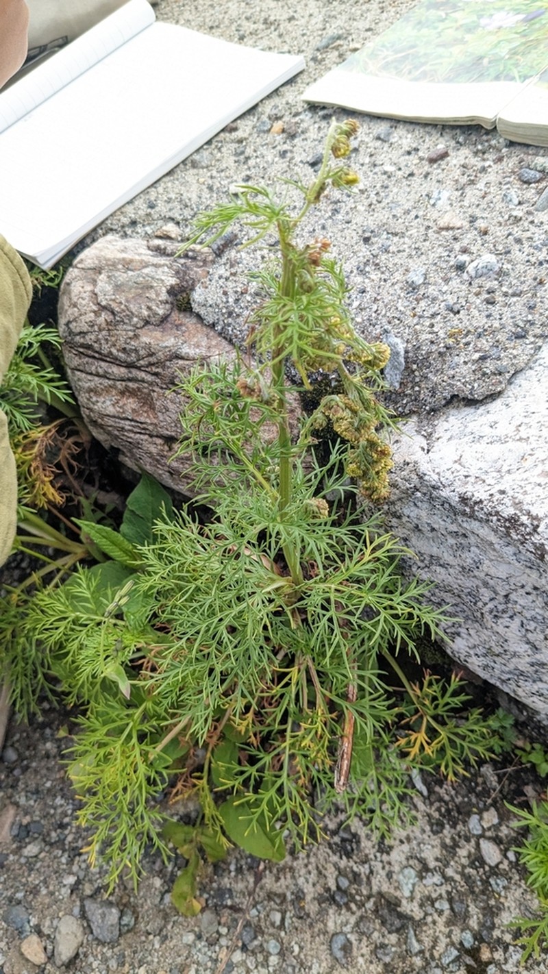 Artemisia sinanensis