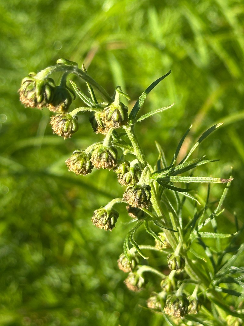 Artemisia sinanensis photo 2