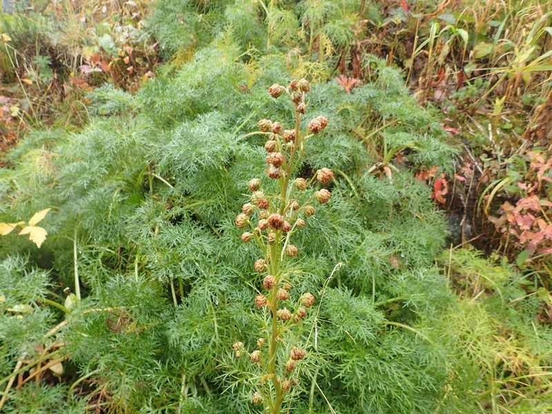 Artemisia sinanensis photo 3