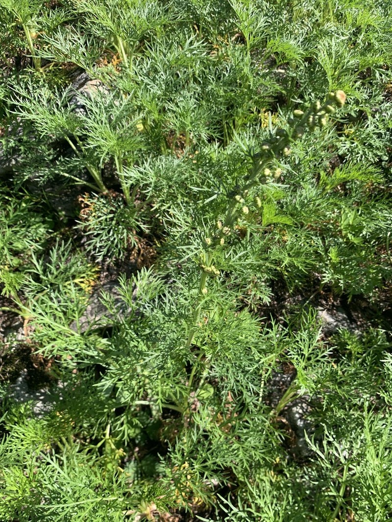 Artemisia sinanensis photo 4