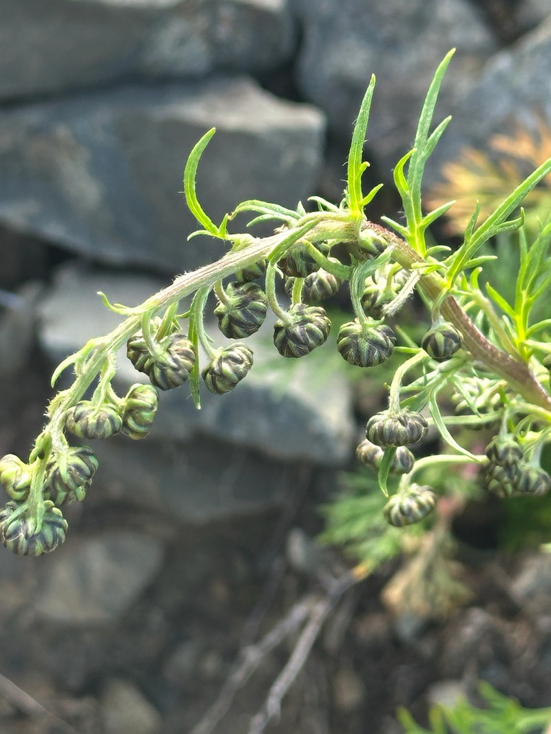 Artemisia sinanensis photo 5