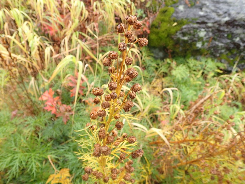Artemisia sinanensis photo 6