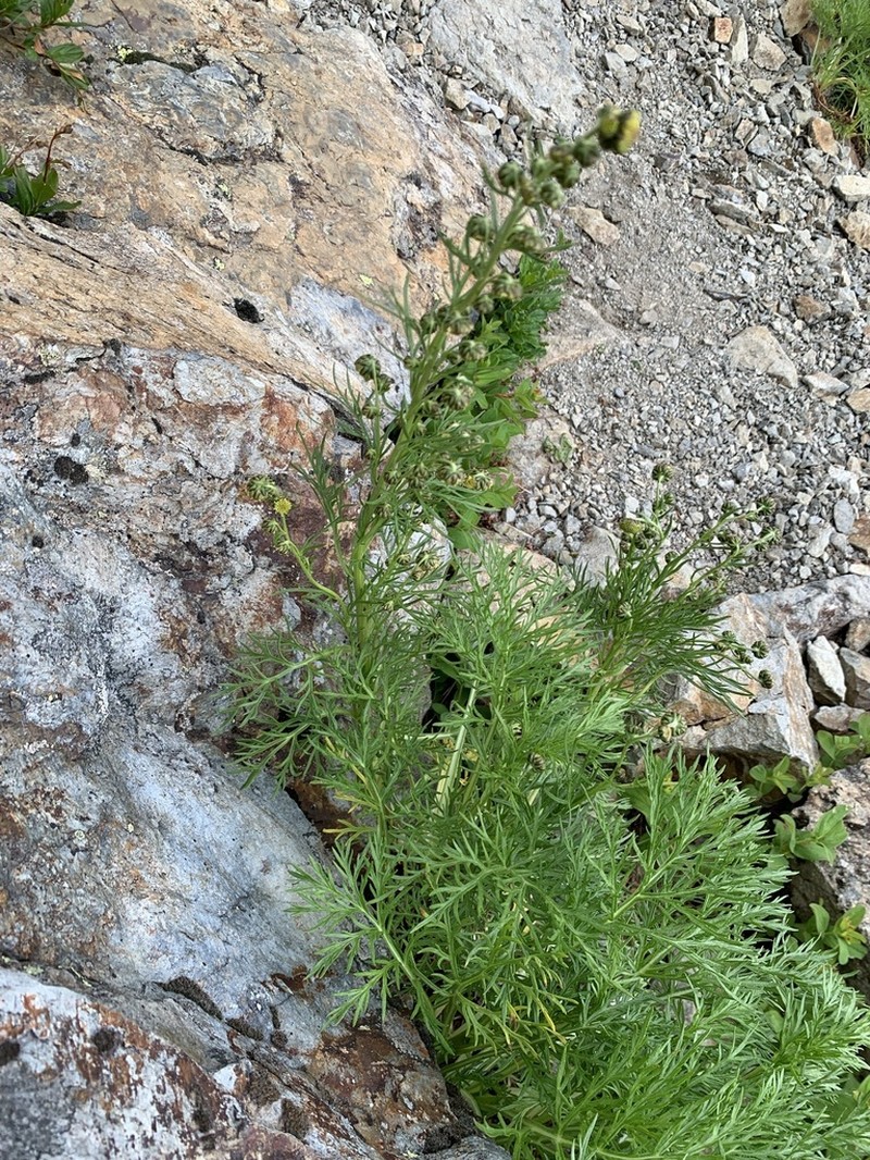Artemisia sinanensis photo 7