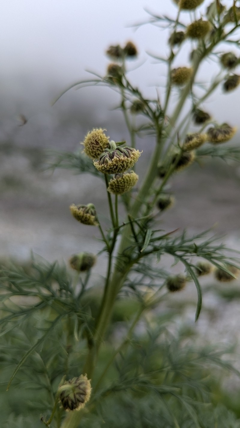 Artemisia sinanensis photo 8