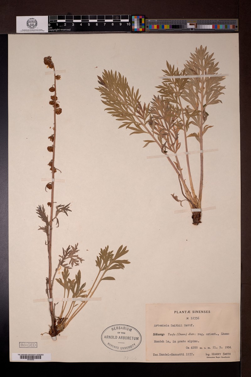 Artemisia smithii