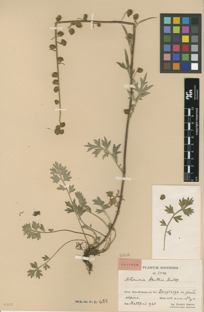 Artemisia smithii photo 2
