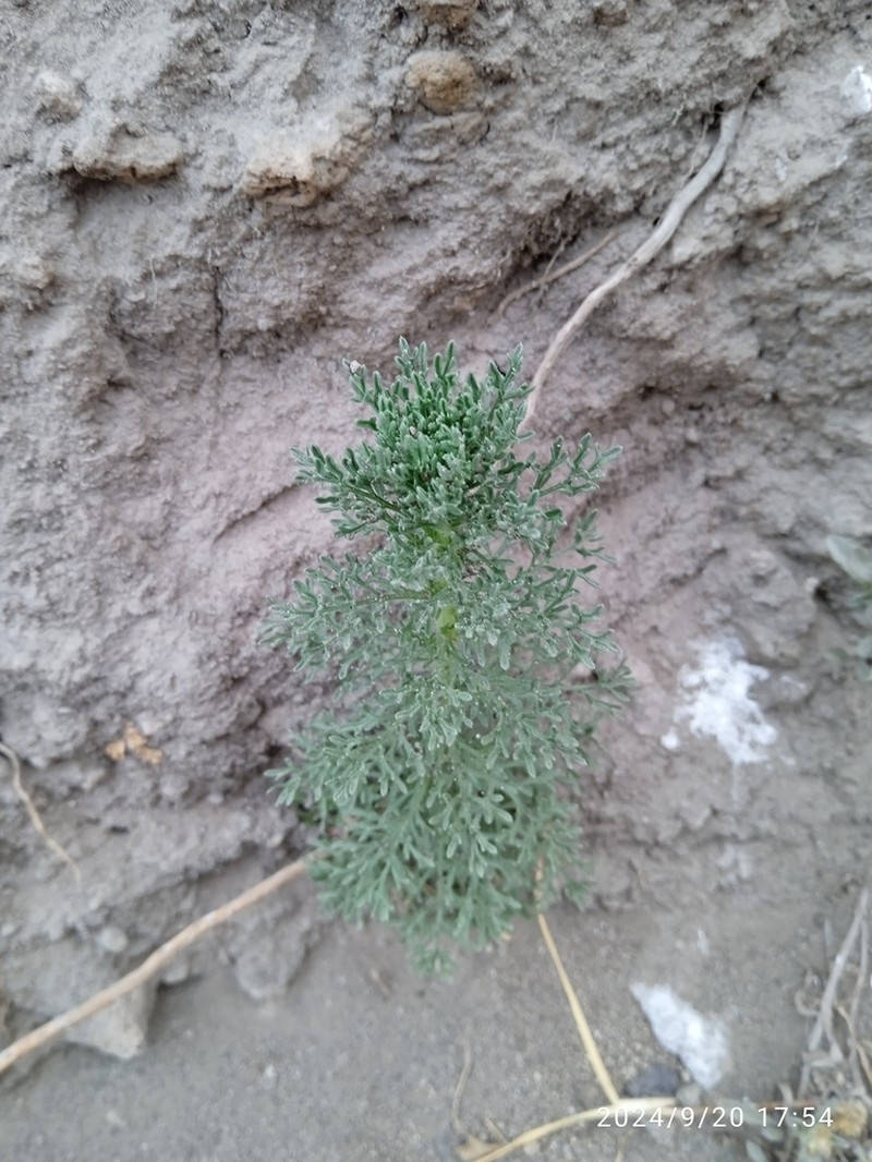 Artemisia sodiroi photo 2