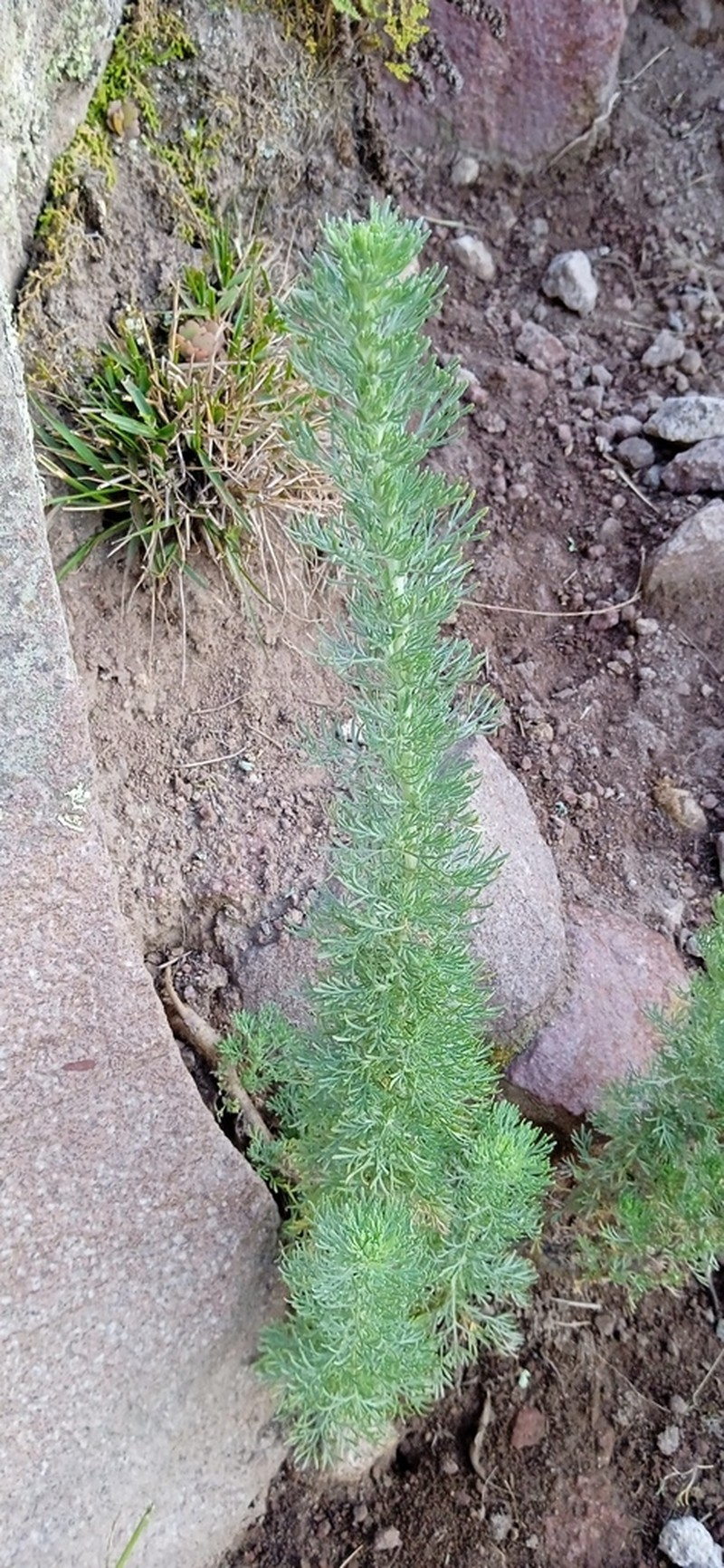 Artemisia sodiroi photo 3