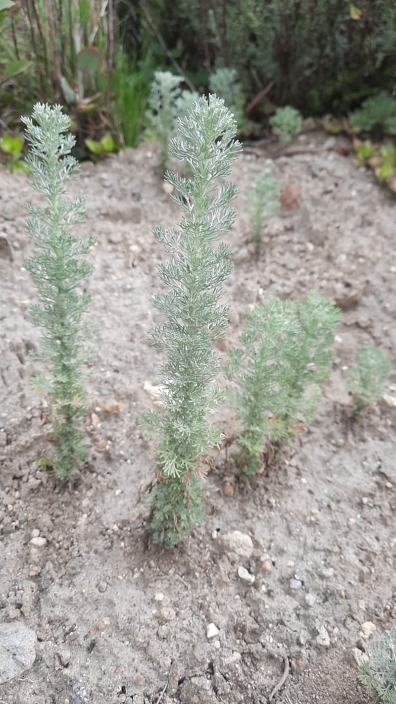 Artemisia sodiroi photo 4