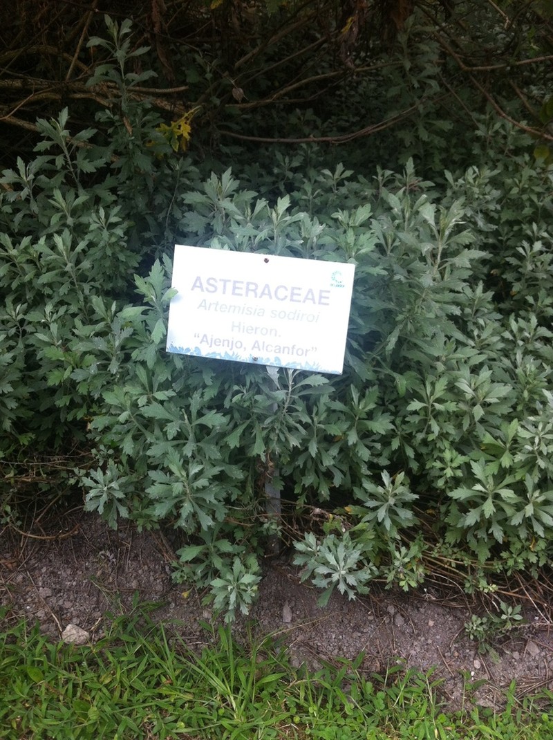 Artemisia sodiroi photo 5