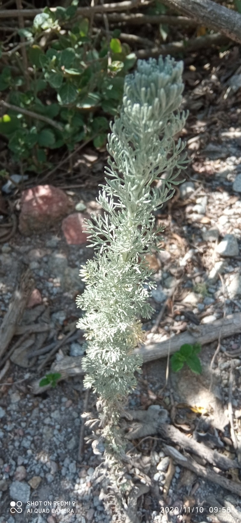 Artemisia sodiroi photo 6