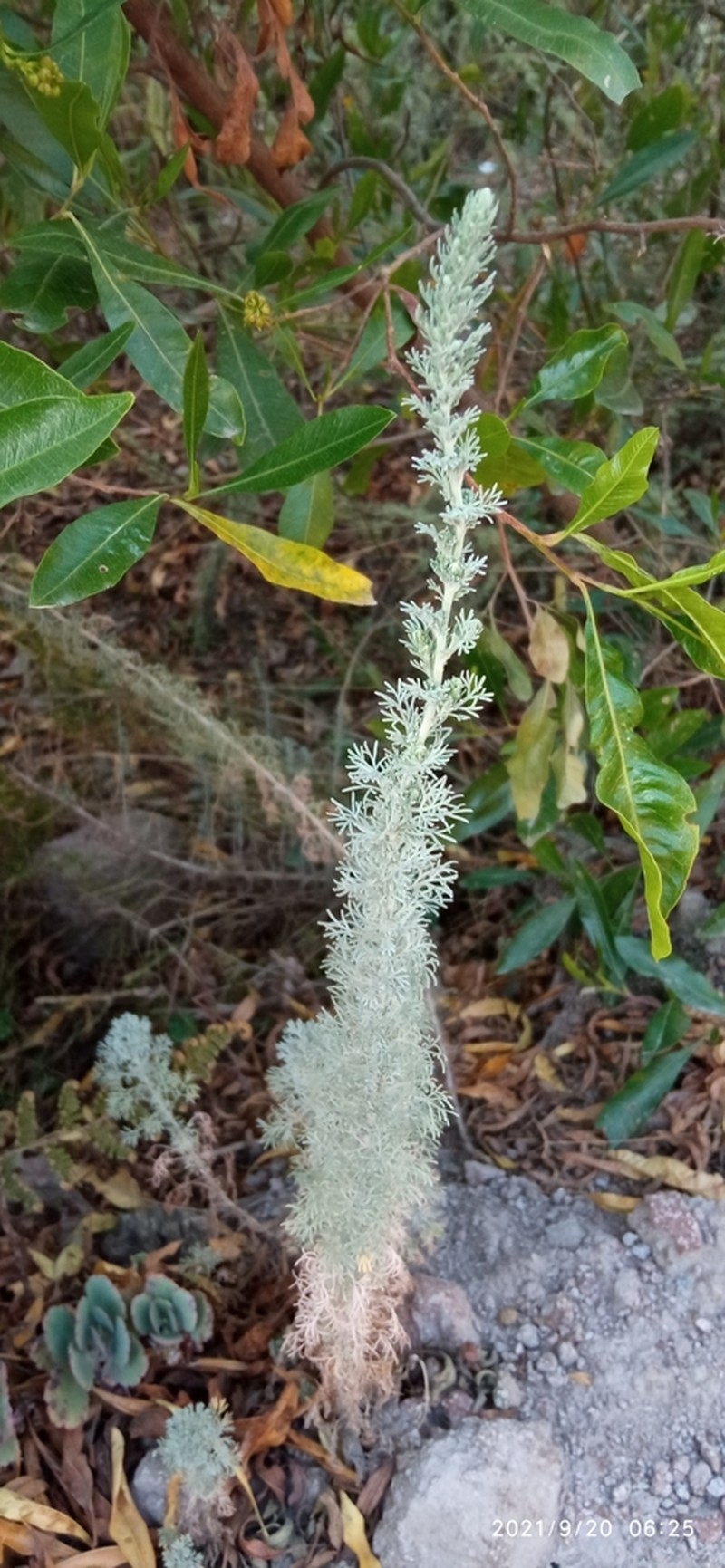 Artemisia sodiroi photo 7