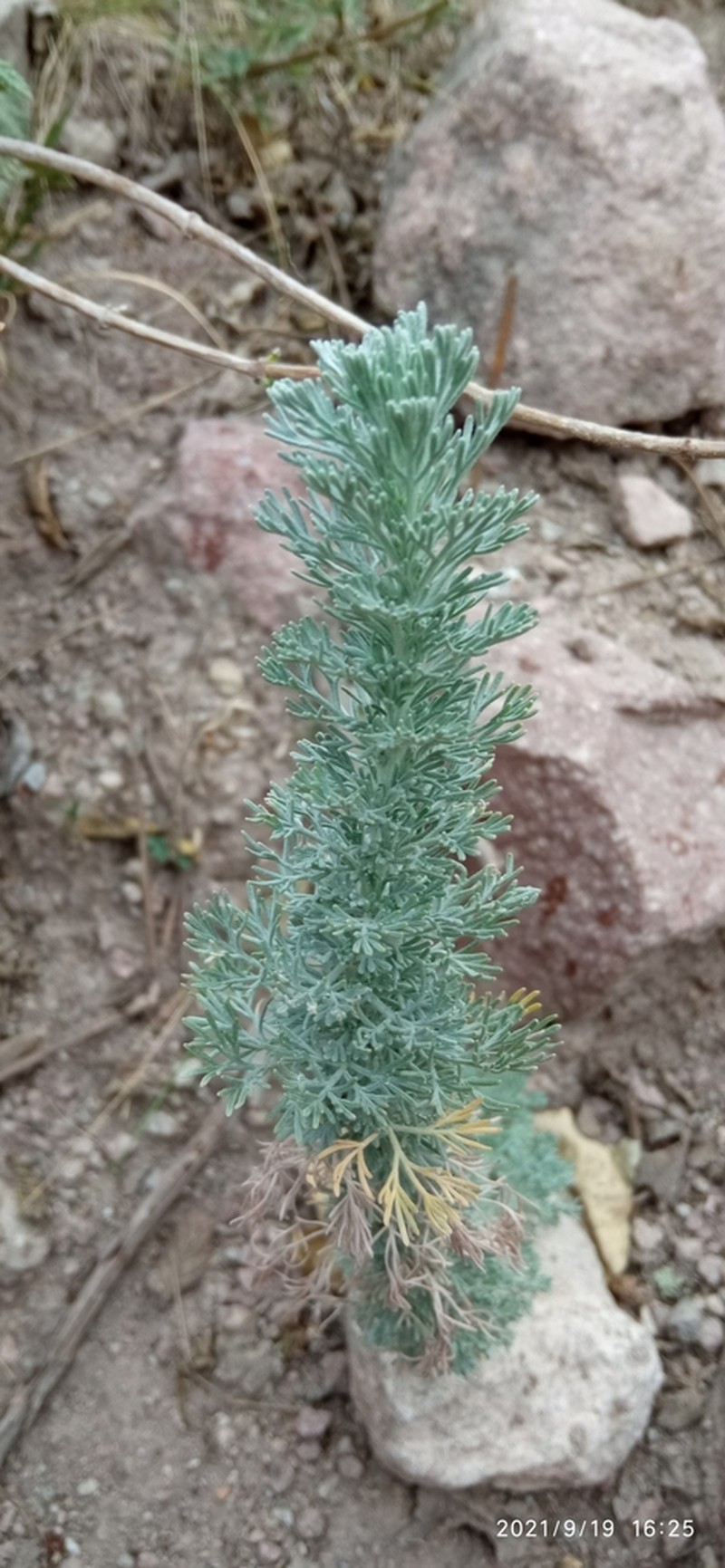 Artemisia sodiroi photo 8