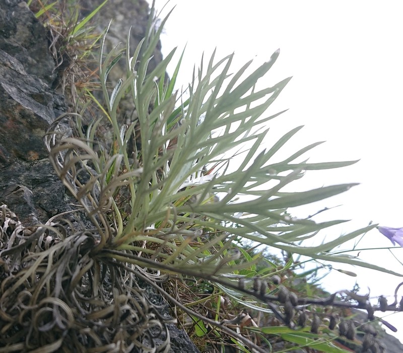 Artemisia somae