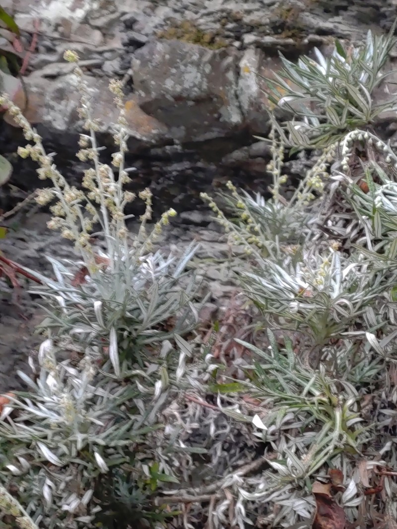 Artemisia somae photo 2