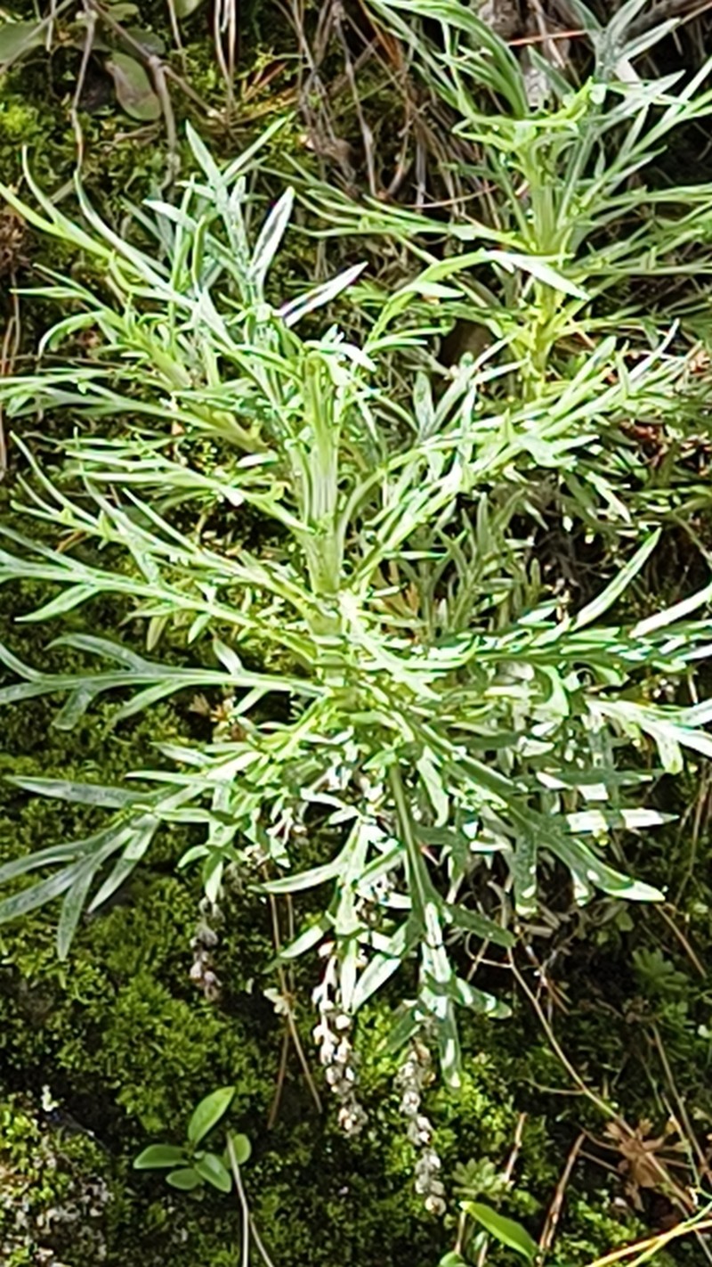 Artemisia somae photo 3
