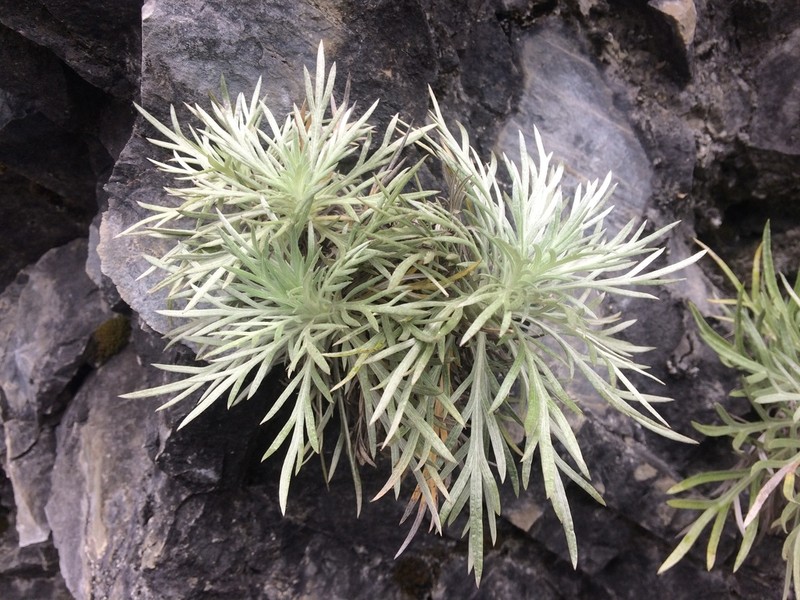 Artemisia somae photo 4