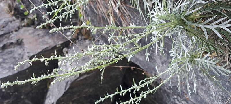 Artemisia somae photo 5