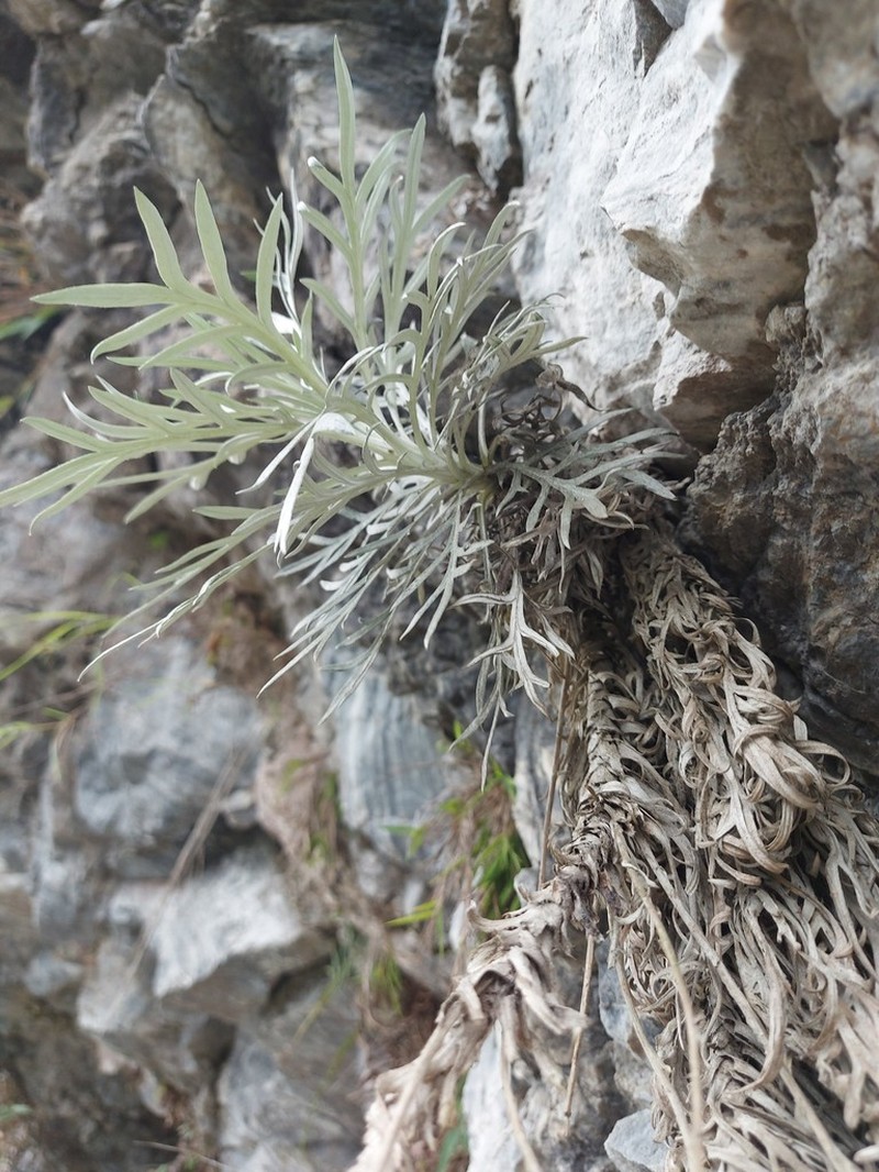 Artemisia somae photo 6