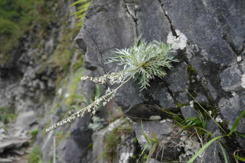Artemisia somae photo 7