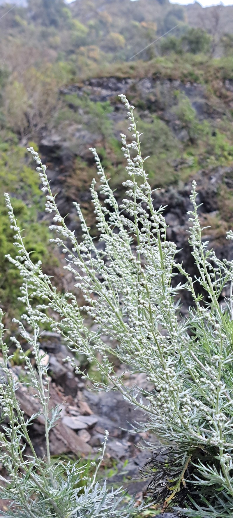 Artemisia somae var. batakensis
