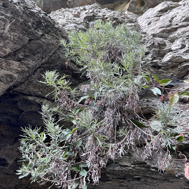Artemisia somae var. batakensis photo 3
