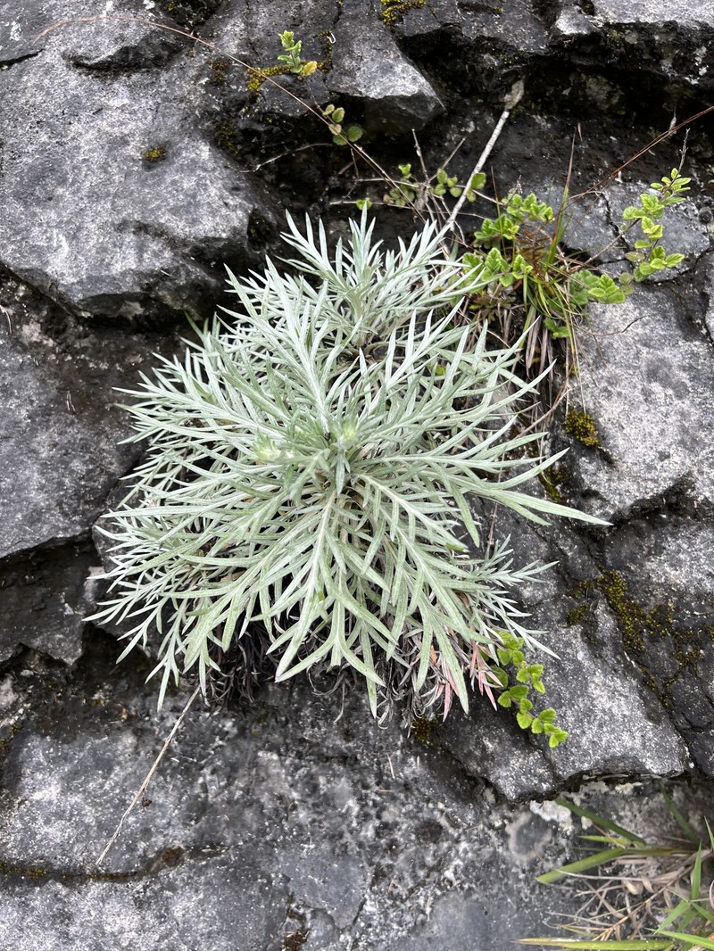 Artemisia somae var. batakensis photo 4