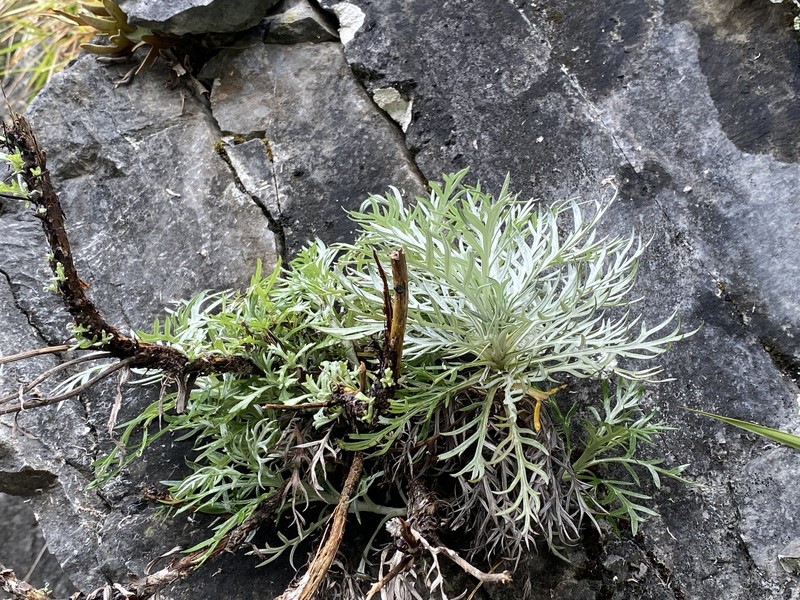 Artemisia somae var. batakensis photo 5
