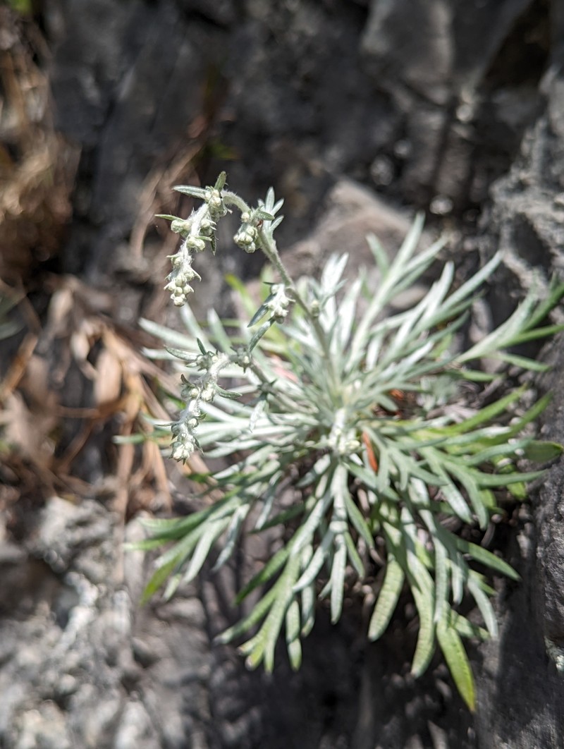 Artemisia somae var. batakensis photo 6