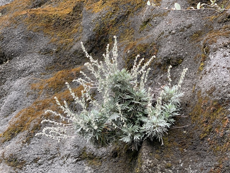 Artemisia somae var. batakensis photo 7