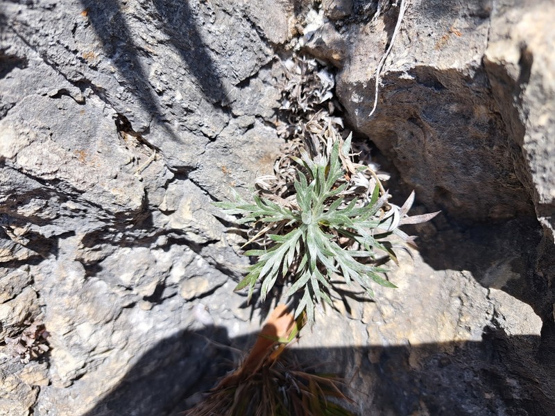 Artemisia somae var. batakensis photo 8