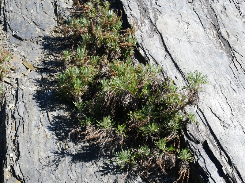 Artemisia somae var. somae