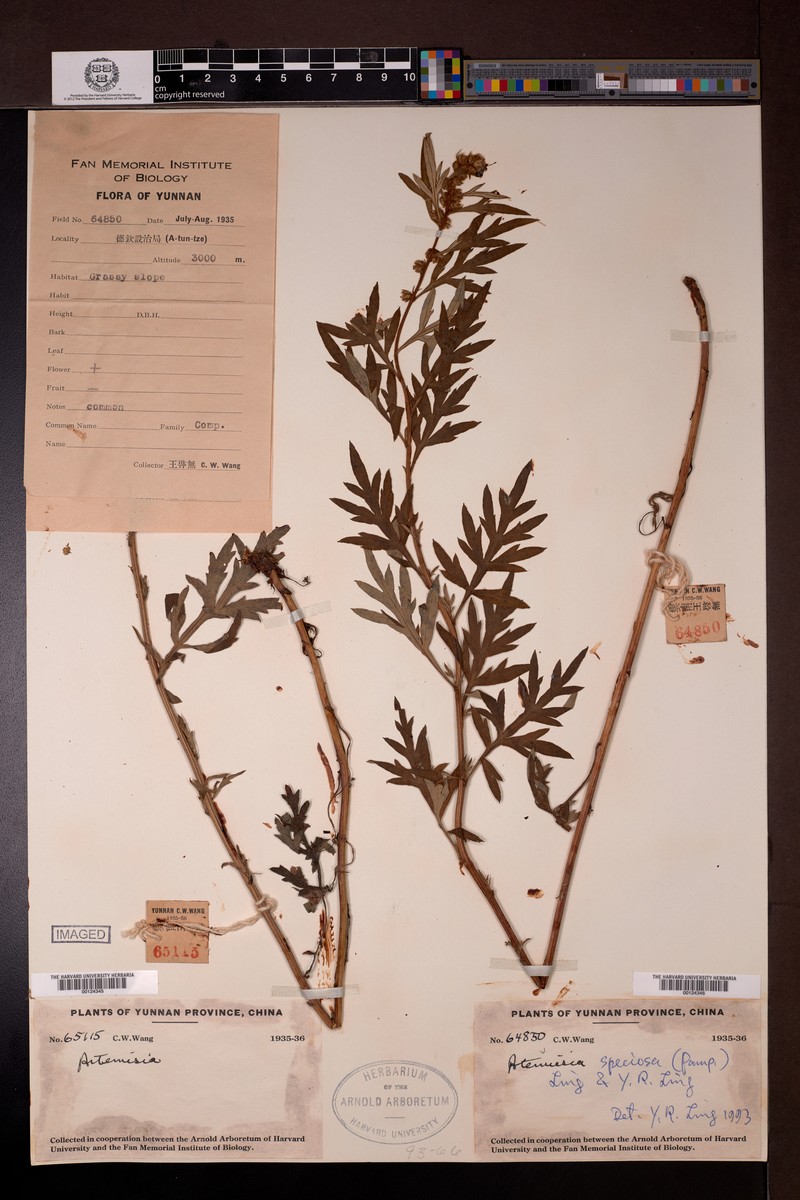 Artemisia speciosa