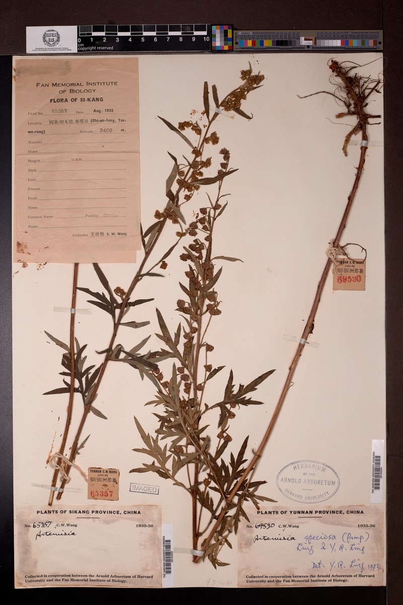 Artemisia speciosa photo 2