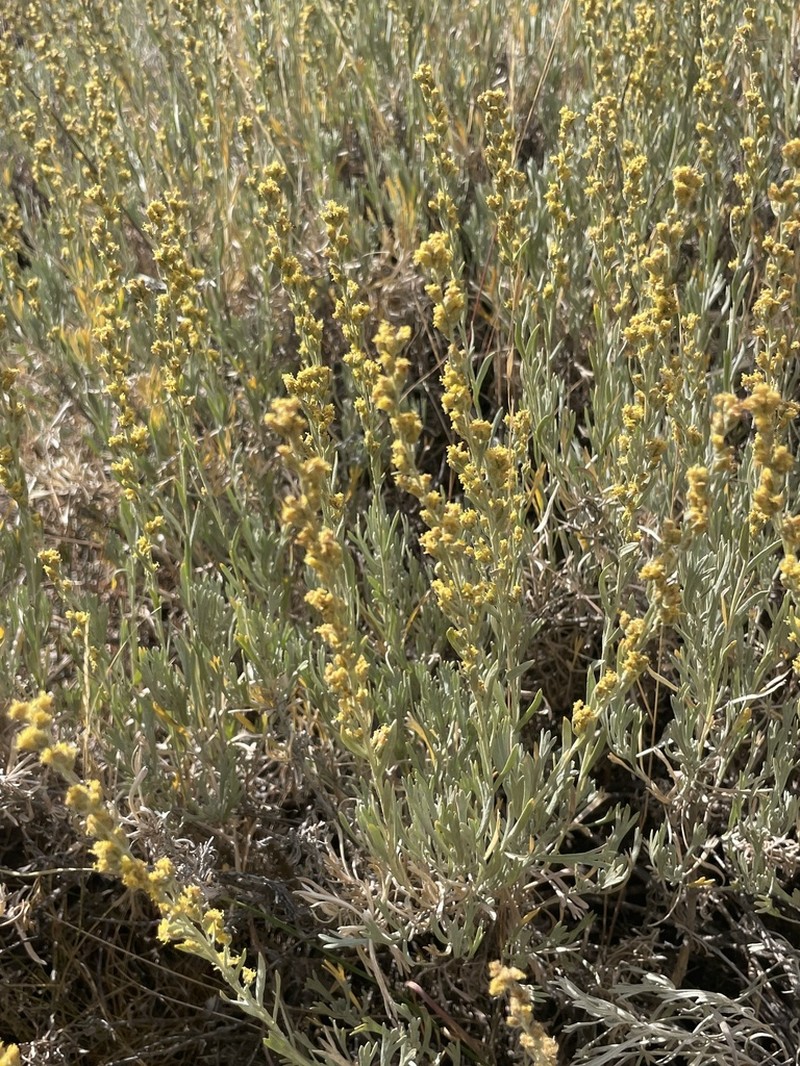 Artemisia spiciformis photo 3