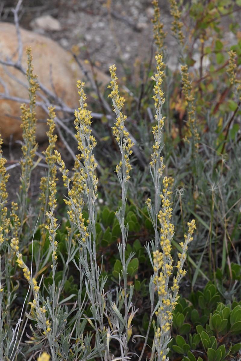 Artemisia spiciformis photo 4