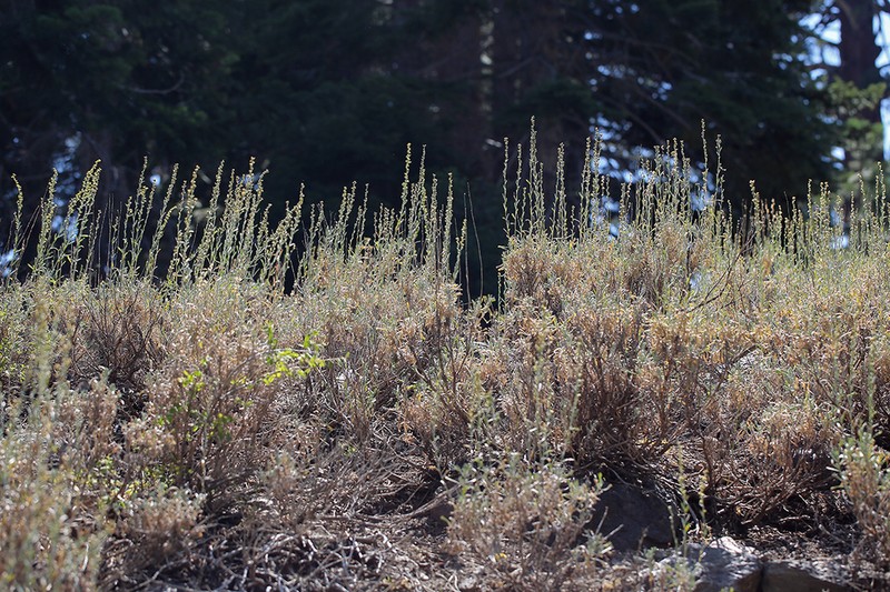 Artemisia spiciformis photo 5