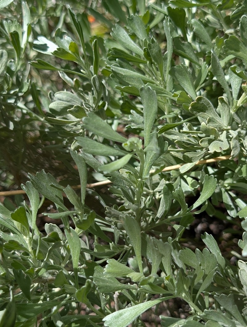 Artemisia spiciformis photo 6