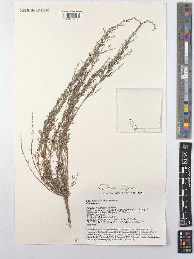 Artemisia spicigera