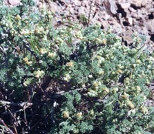 Bud Sagebrush