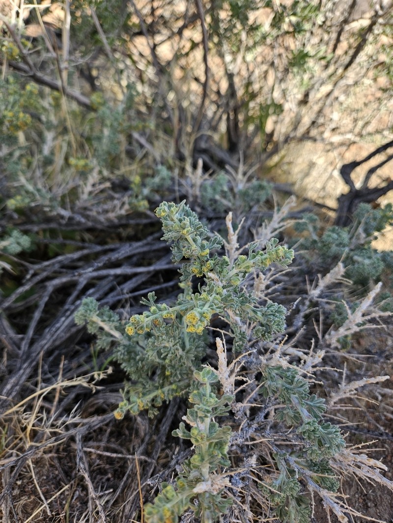 Bud Sagebrush photo 3
